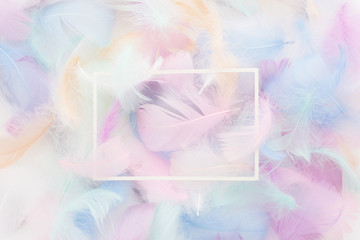 Fototapeta na wymiar abstract nackground with soft colorfull feathers and white frame. Flat lay