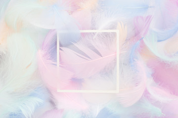abstract nackground with soft colorfull feathers and white frame. Flat lay