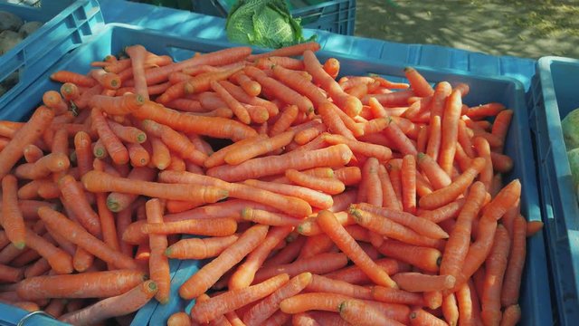 Carrots box on farmers market stall