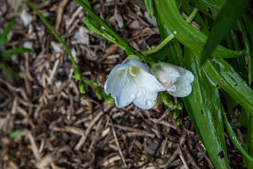 Beautiful flower plant in spring garden