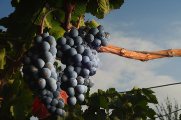 Fototapeta premium vino 20