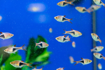 Peces en Acuario