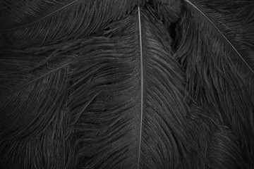 close up of black feathers background. Top view
