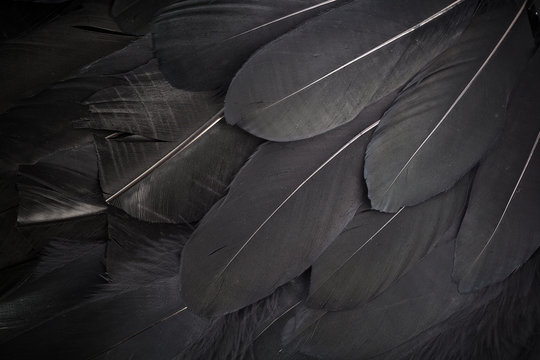 1,423,160 Black Feathers Royalty-Free Images, Stock Photos