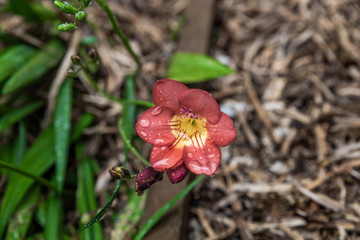 Fototapeta premium Beautiful flower plant in spring garden