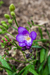 Beautiful flower plant in spring garden