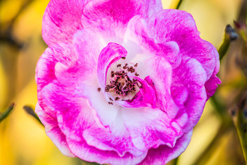 Naklejka premium Pink Flower Rose Plant Nature Background, Spring Flowers Blossom Wallpaper