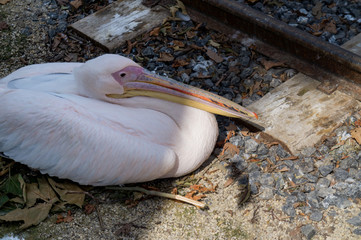 Pelican lie down near a railroad