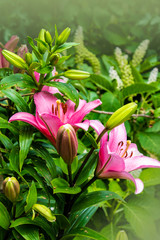 Pink lily flower. Beautiful lily flower in the garden. Lily Lilium hybrids flower.