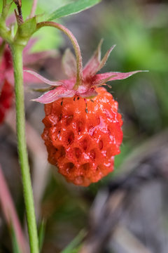 Wild Strawburry