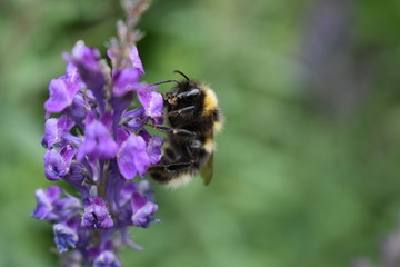 bee on a flower