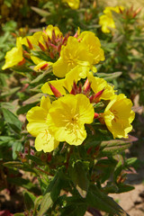 Common Evening Primrose (Oenothera biennis) in the garden. Oenothera - primrose. Common evening primrose