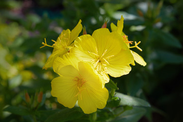 Common Evening Primrose (Oenothera biennis) in the garden. Oenothera - primrose. Common evening primrose