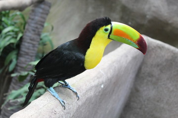 toucan on branch