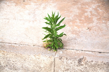Texture surface Flower living