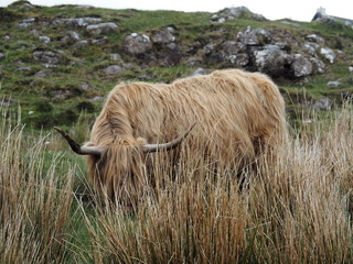 Highland cow feeding