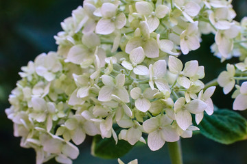 Small white flowers, macro high quality