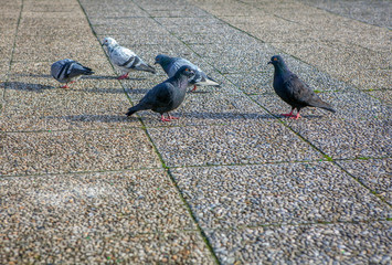 Obraz premium flock of pigeons on the pavement
