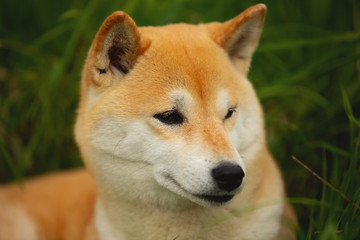 Naklejka na ściany i meble Beautiful red shiba inu. Japanese small size dog or japanese turf dog. Close-up portrait