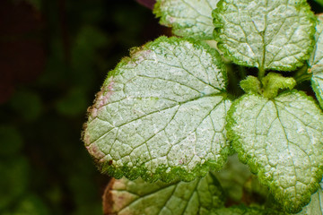 White-green plant leaves, macro high quality