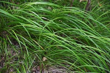 Carex morrowii is an evergreen perennial that grows in the shade of mountains.