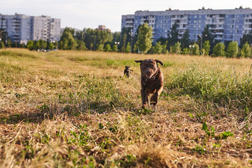 Labrador brown color and cute puppy Labrador black color, sticking out his tongue, running on the grass