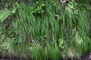 Carex morrowii is an evergreen perennial that grows in the shade of mountains.