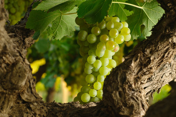 uvas 4