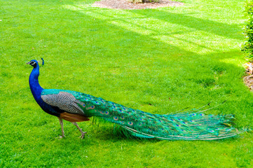 Obraz premium Peacock walking in a park