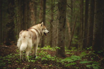 Naklejka na ściany i meble Free and beautiful dog breed siberian husky standing back to the camera in the dark mysterious forest