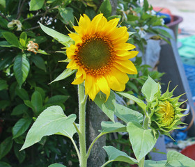 Obraz premium 해바라기꽃