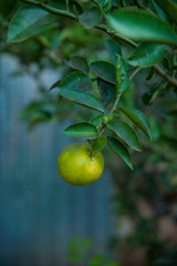 A beautiful view of orange tree.