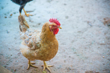 A beautiful view of chicken in nature.