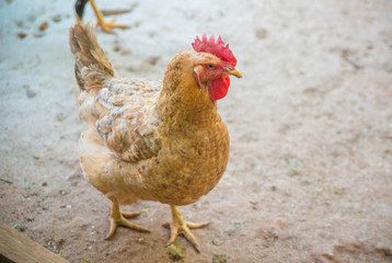 A beautiful view of chicken in nature.