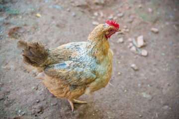 A beautiful view of chicken in nature.