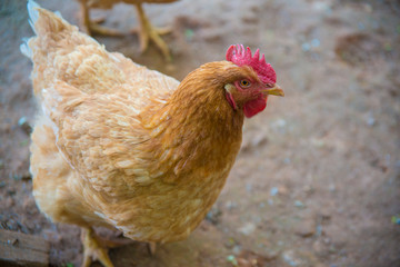 A beautiful view of chicken in nature.