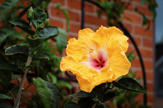 Hibiscus Flower in the Courtyard