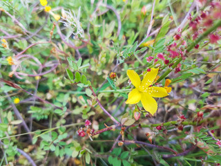 Flax leaved St John's wort