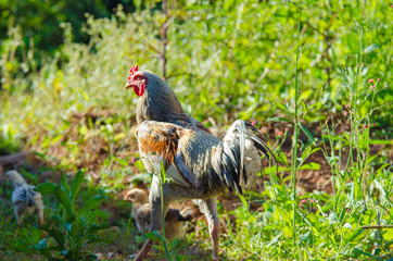 A beautiful view of chicken in nature.