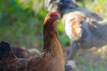 A beautiful view of chicken in nature.