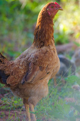 A beautiful view of chicken in nature.