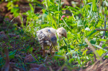 A beautiful view of chicken in nature.