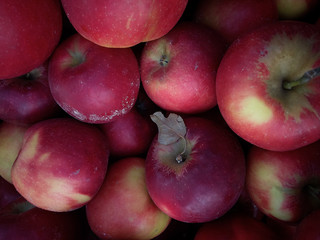 Perfect organic and delicious organic apples fresh picked at a farm market