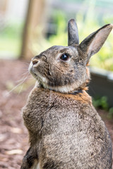 Small gray garden bunny rabbit stands alert, portrait