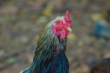A beautiful view of chicken in nature.