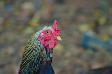 Fototapeta premium A beautiful view of chicken in nature.