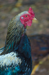 A beautiful view of chicken in nature.