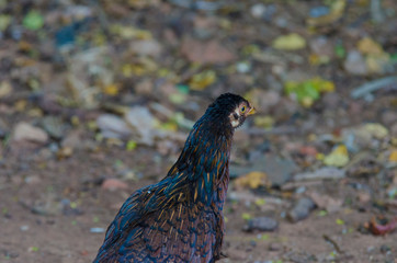 A beautiful view of chicken in nature.