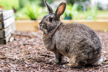 Small gray bunny rabbit in the garden portrait surrounded by raised beds