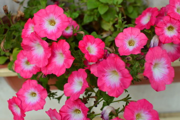 Bright color-saturated petunia flower in the garden